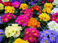 primula veris mix