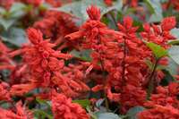 salvia splendens nana