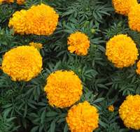 tagete nano giallo