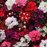 verbena nana mix
