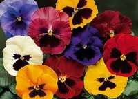 viola del pensiero mix