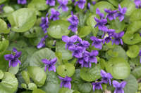 viola mamola