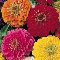 zinnia gigante doppia mix