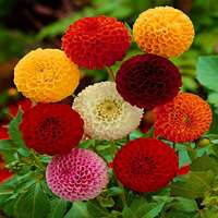 zinnia pon pon mix