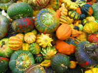 zucchette ornamentali mix