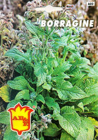 borragine
