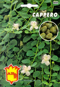 cappero