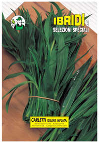 carletti silene inflata