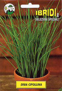 erba cipollina