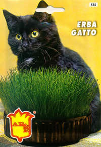 erba gatto