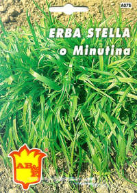 erba stella o minutina