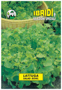 lattuga salad bowl