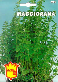 maggiorana