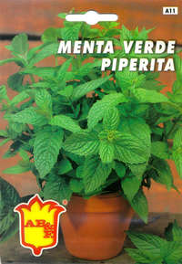 menta verde piperita