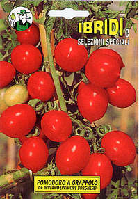 pomodoro a grappolo d'inverno