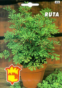 ruta