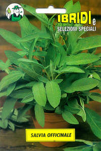 salvia officinale
