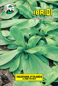 valeriana Olanda a seme piccolo
