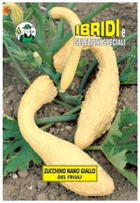 zucchino nano giallo
