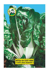 bietola da coste verde costa larga argentata 2