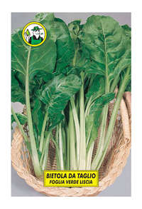 bietola da taglio foglia verde liscia