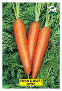 carota Flakke 2