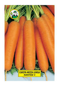 carota nantese 2