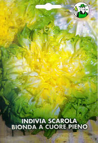 indivia scarola bionda a cuore pieno