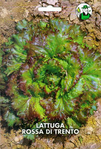 lattuga trentina