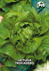 lattuga trocadero