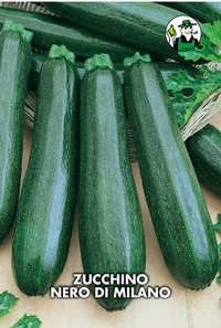 zucchino nero di Milano