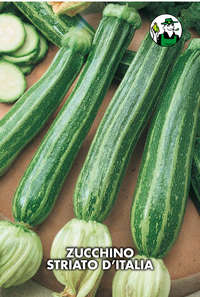 zucchino striato d'Italia