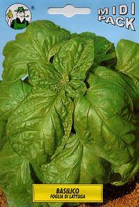 basilico foglia lattuga