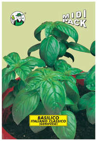 basilico italiano classico (genovese)