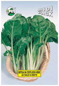 bietola coste liscia verde