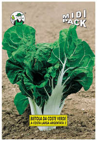 bietola coste verde
