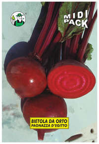 bietola da orto paonazza d'Egitto