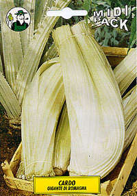 cardo bianco avorio