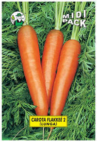 carota Flakkee 2