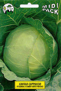 cavolo cappuccio Olanda