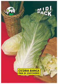 cicoria bianca Pan di Zucchero