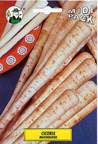 cicoria Magdeburgo