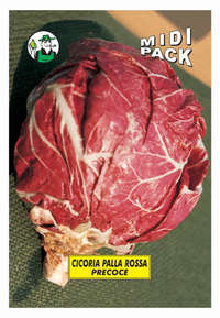 cicoria palla rossa precoce