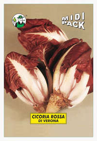 cicoria rossa Verona