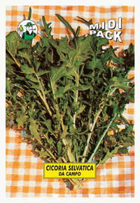 cicoria selvatica da campo