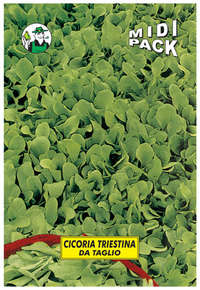 cicoria triestina