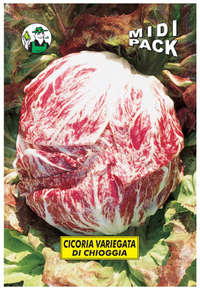 cicoria variegata di Chioggia