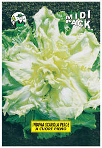 indivia scarola verde