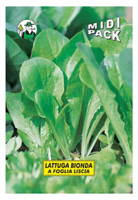 lattuga bionda a foglia liscia