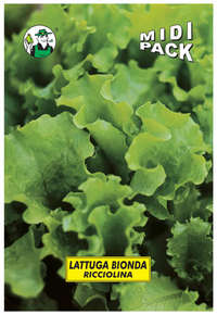 lattuga bionda ricciolina